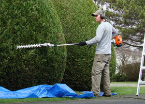 landscaping shrubs