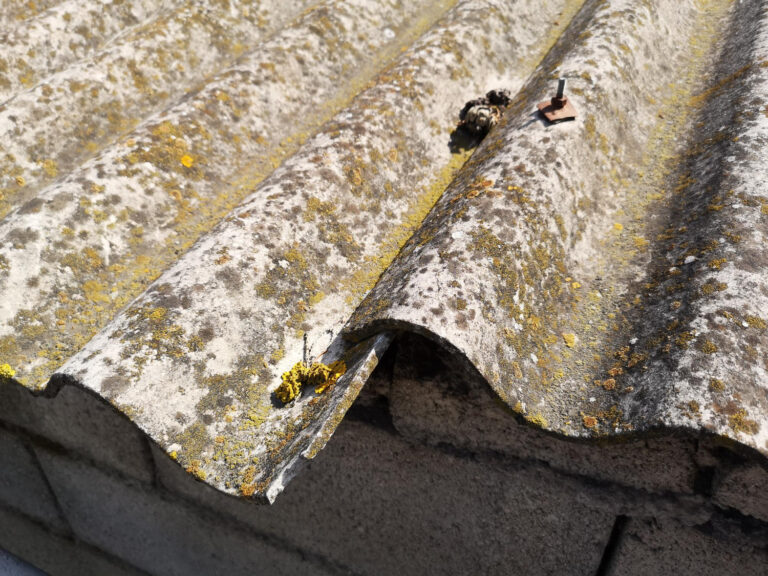 Addressing Roof Mold and Mildew: Effective Prevention Strategies