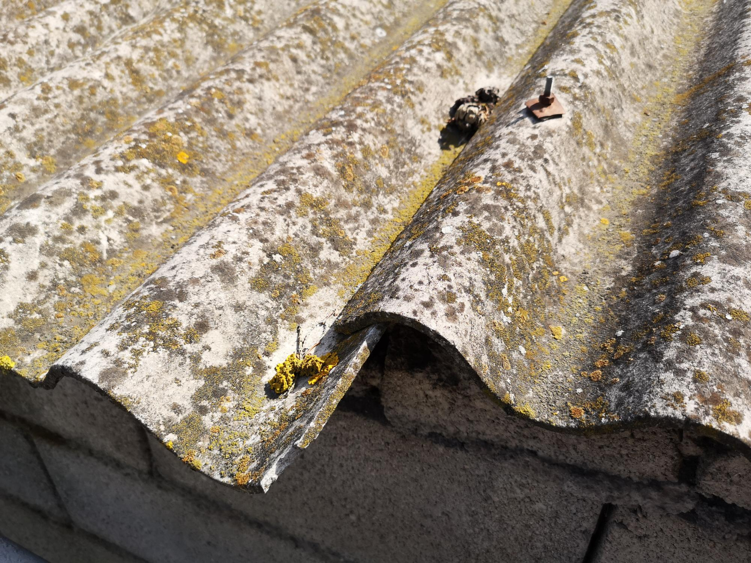 roof mold