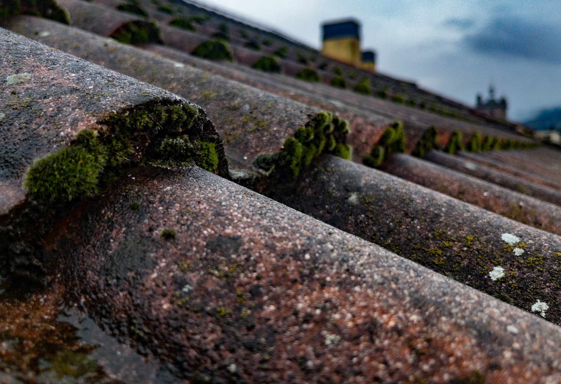 roof moss