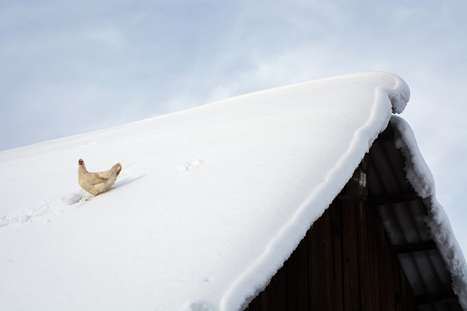 winter roof