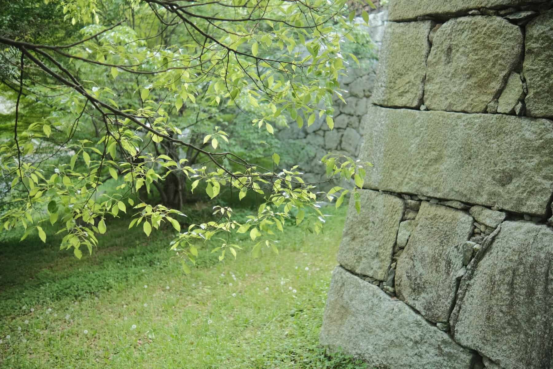 Leafy branches framing a stone masonry wall in a grassy yard, illustrating masonry features and landscaping care.