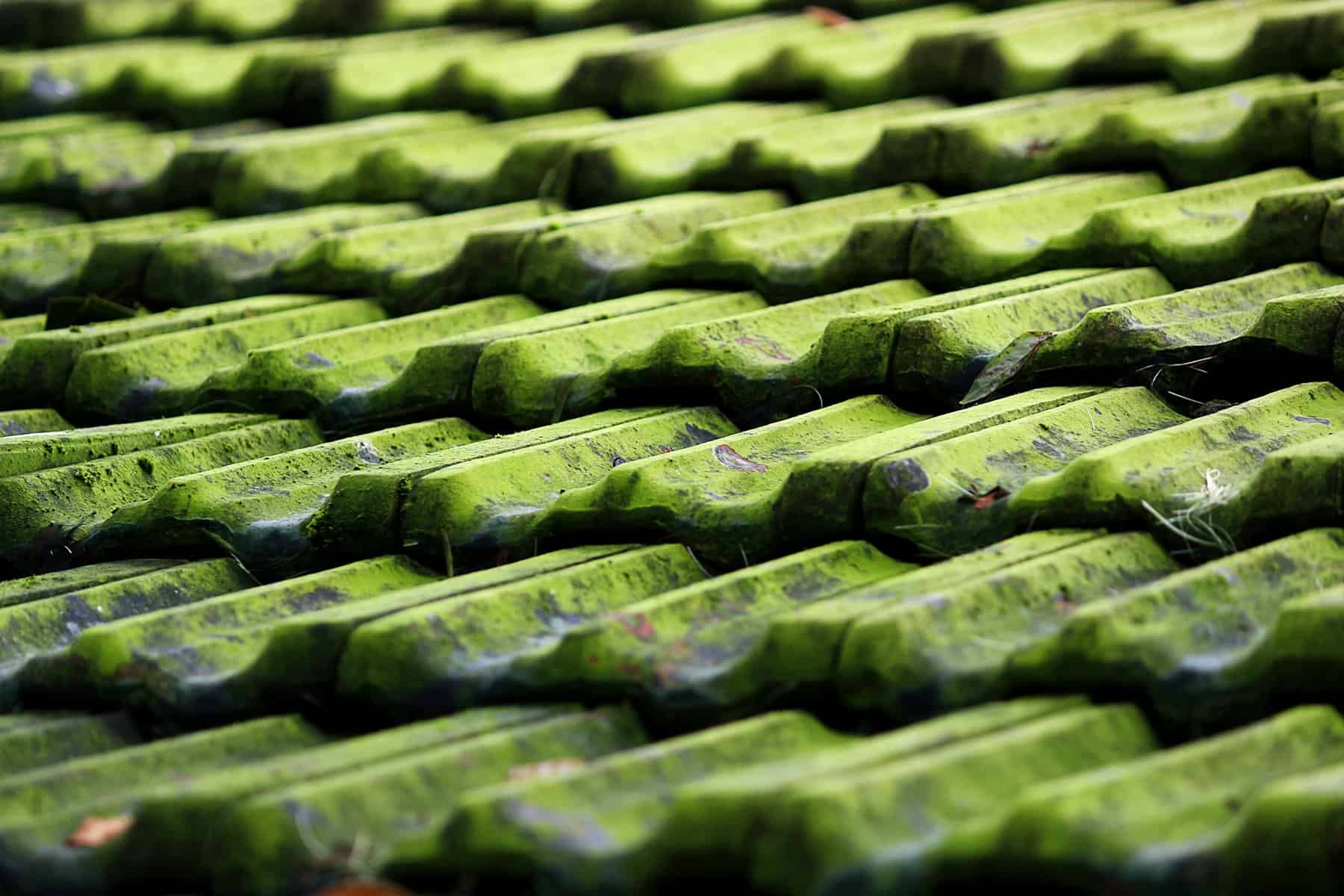 Moss-covered roof tiles illustrating the need for roof maintenance and algae removal in home improvement projects.