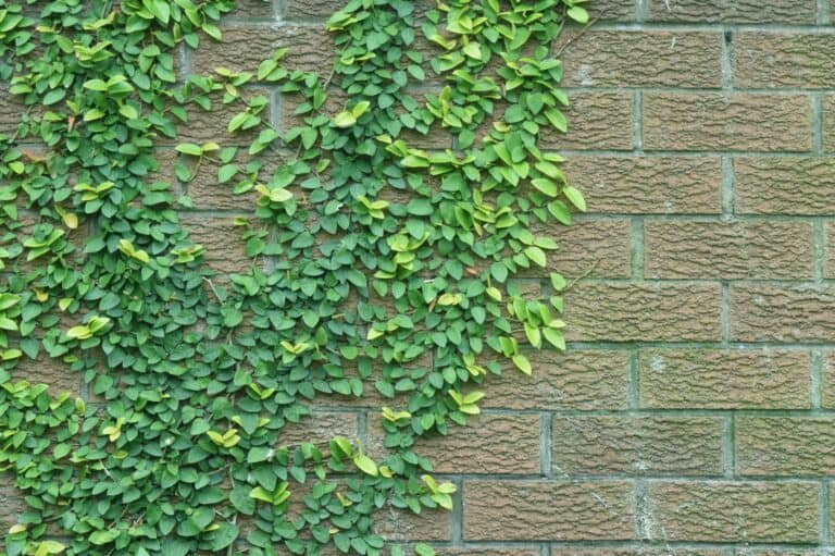 garden wall