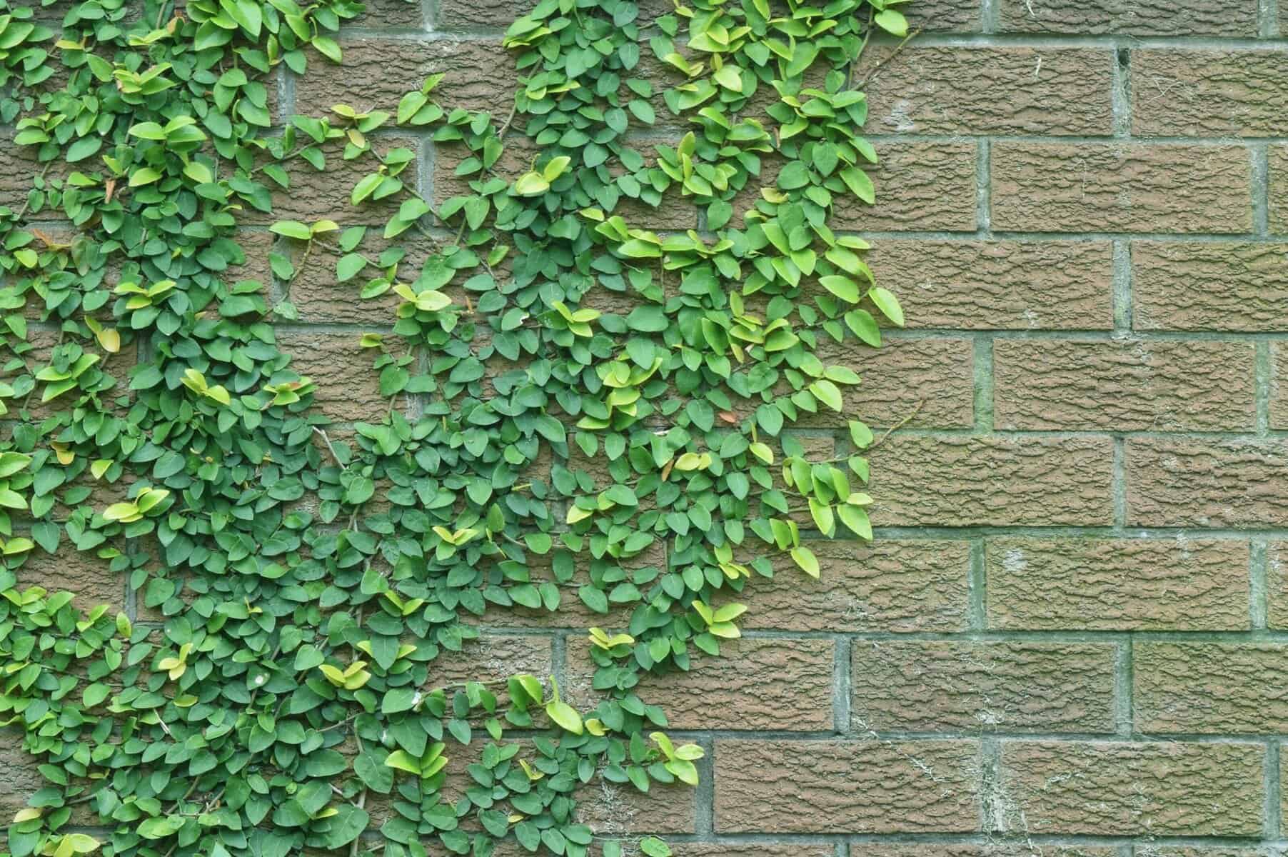 Green vines covering a textured brick wall, illustrating natural elements in home landscaping and maintenance.