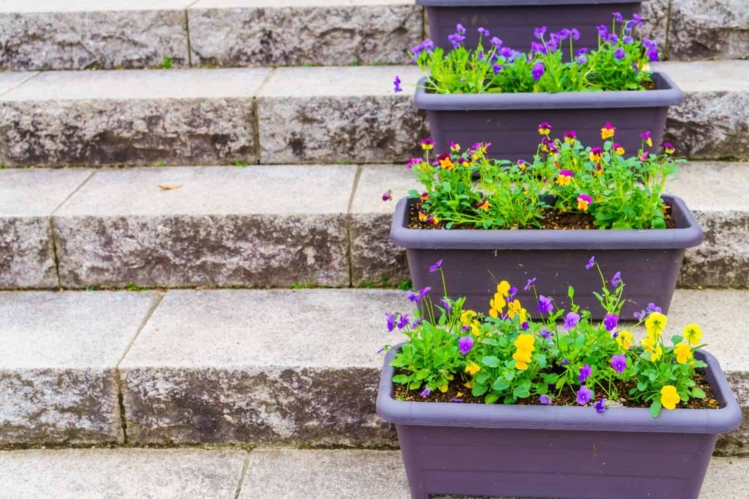Outdoor stone steps adorned with colorful flower planters featuring purple and yellow pansies, enhancing curb appeal for coastal homes in Cape Cod.