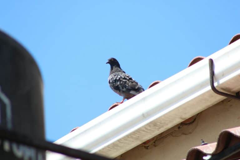 Bird standing on a roof edge under a clear blue sky, illustrating potential pest issues for homeowners in Cape Cod.
