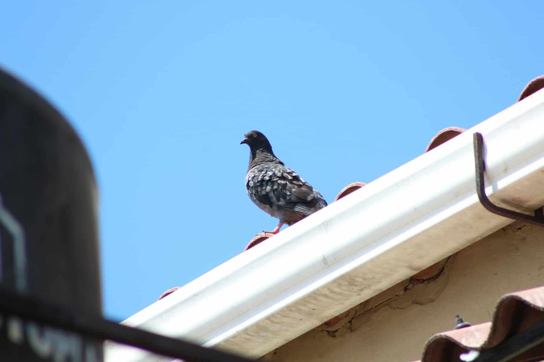 Bird perched on a roof edge, highlighting potential issues related to bird pecking and home maintenance.