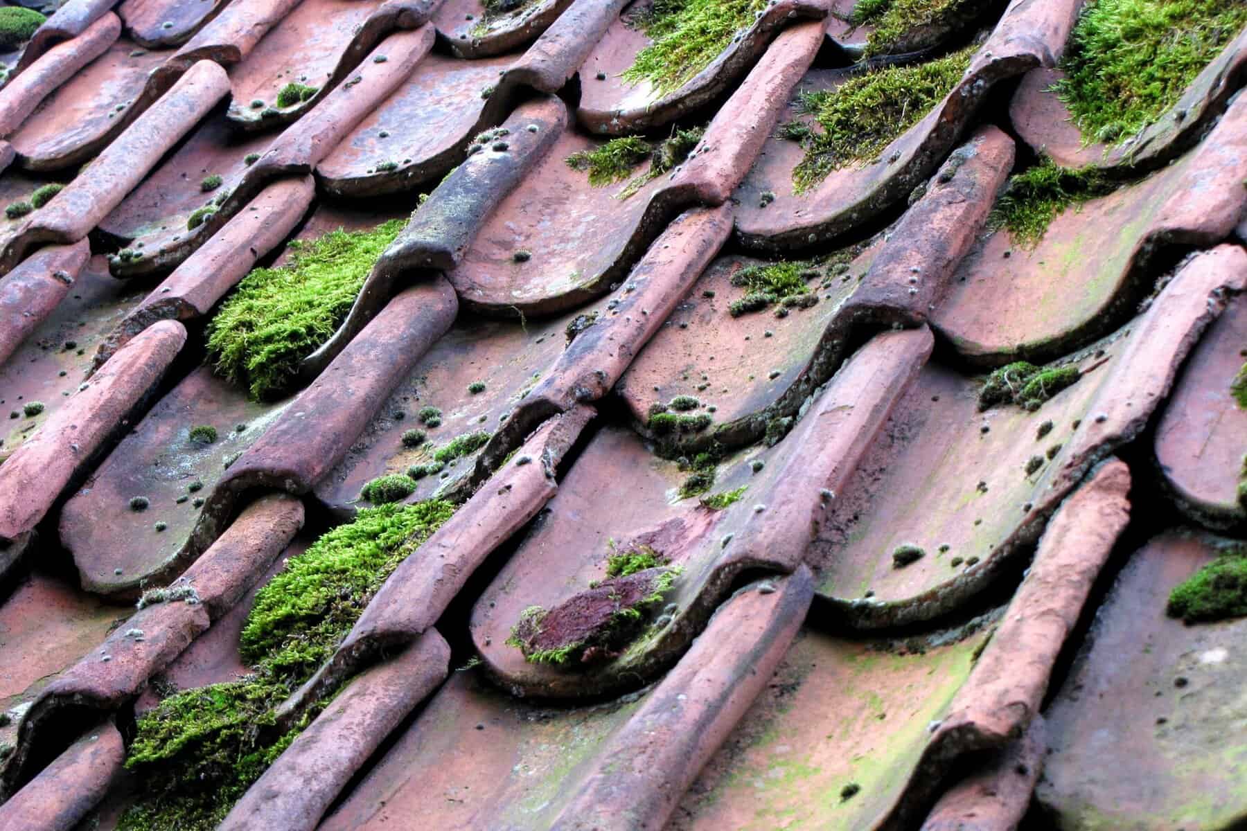 Moss-covered roof tiles showing potential damage, relevant to home maintenance and roofing solutions.